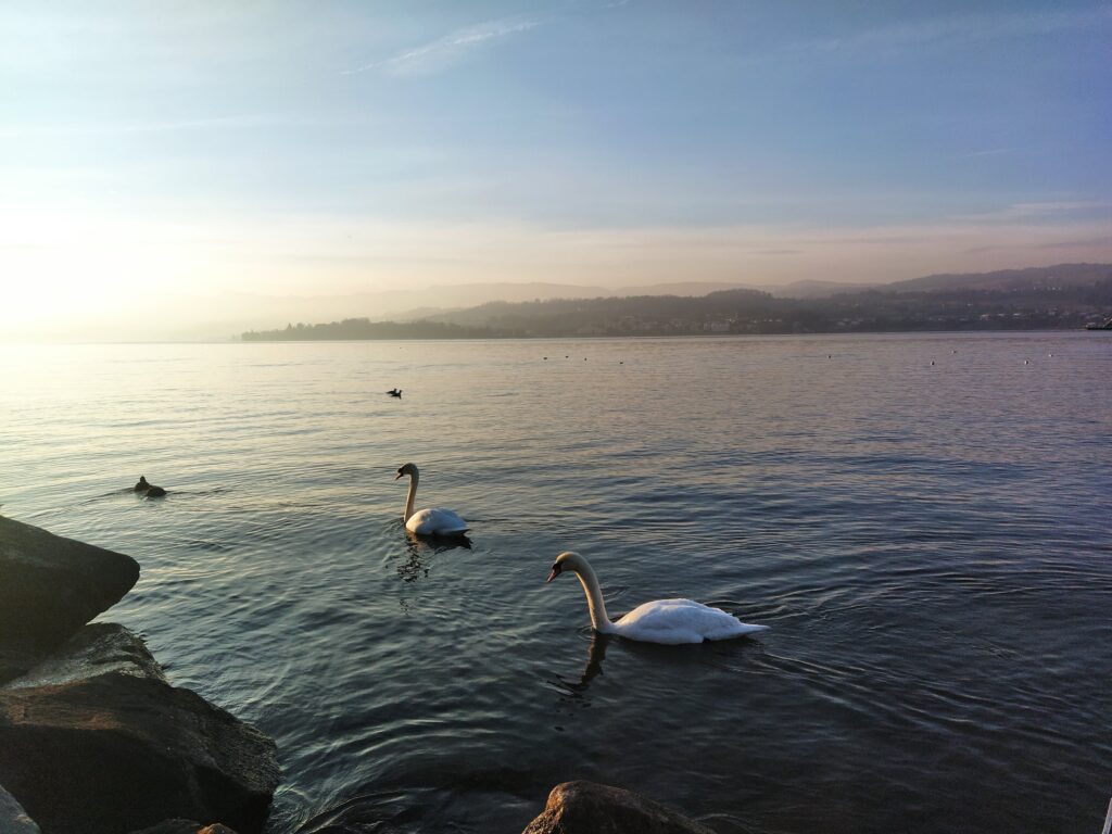 Swans in Lake Zurich, Meilen, home of Discovering Music